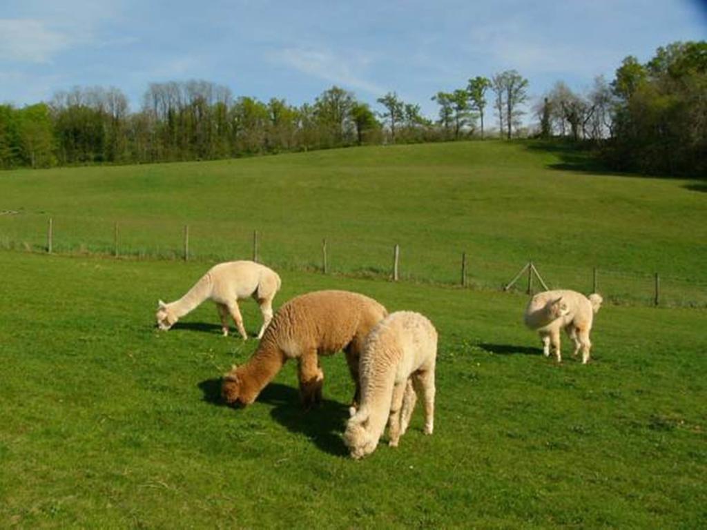 Farmstay Alpagaterie Juillac  Esterno foto