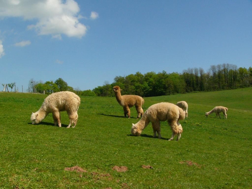 Farmstay Alpagaterie Juillac  Esterno foto