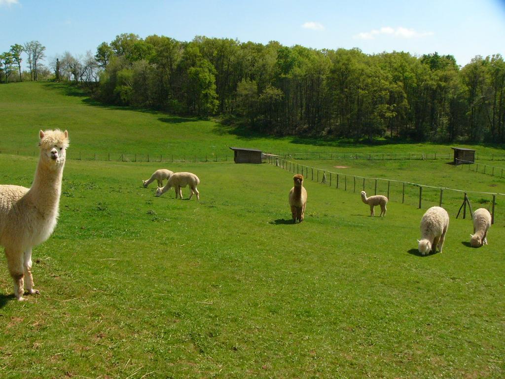 Farmstay Alpagaterie Juillac  Esterno foto